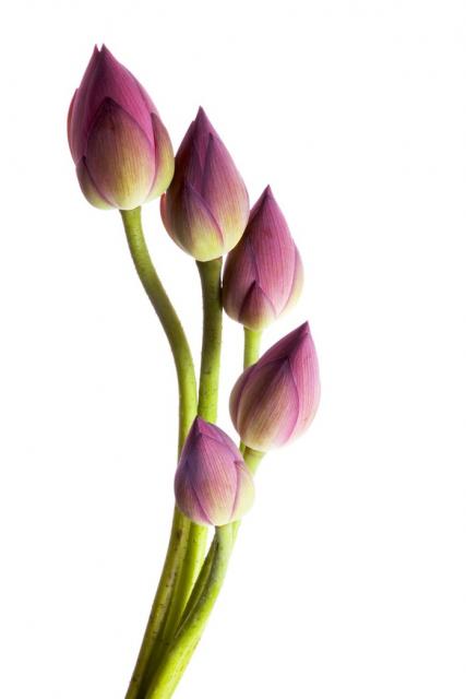 Pure Pink Lotus Absolute Essential Oil 5ml